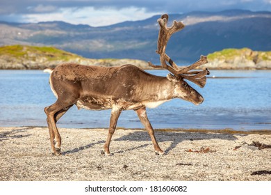 Reindeer In Norway