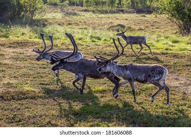 Reindeer In Norway