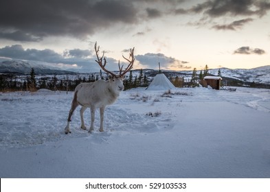 Reindeer In Norway