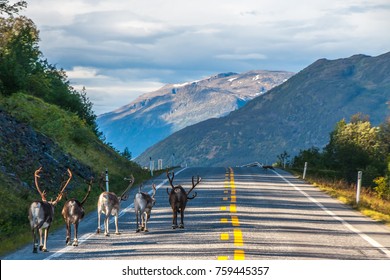 Reindeer At Norway