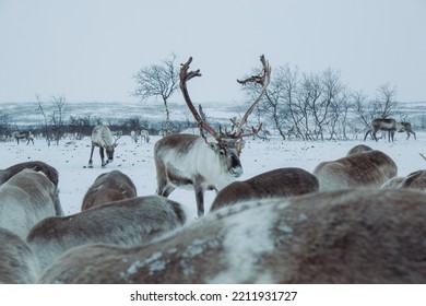 Reindeer Norway Finnmark Sami Herding