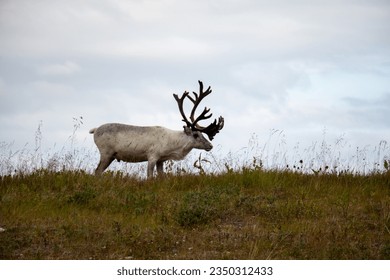 Reindeer on the hill, amazing view.