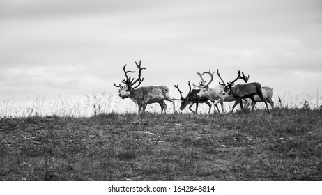 Reindeer On The Hill, Norway 2019