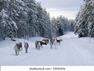 Reindeer on the road in northern Sweden in winter