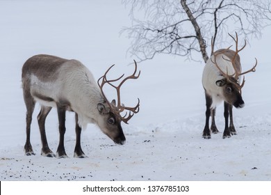 Reindeer In Polar Park Norway                       