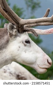 Reindeer portrait at Nordkapp Norway