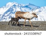 A reindeer Rangifer tarandus cow with her new calf calf staying very close to protective cow Alaska Wildlife Conservation Center Stock Photo 2