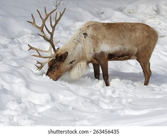 A Reindeer (Rangifer Tarandus) Feeding In The Snow.
