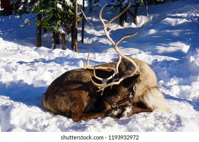 571 Reindeer sleeping Stock Photos, Images & Photography | Shutterstock