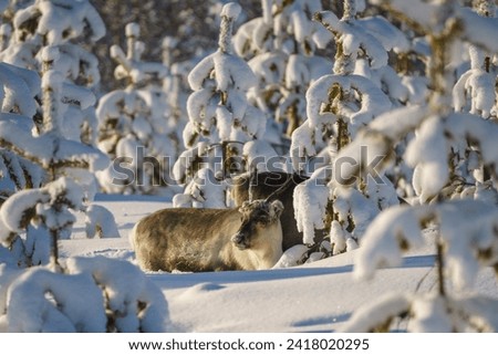 Reindeer, rangifer tarandus, standing in snowy forest among pine trees, Jokkmokk county, Swedish Lapland, Sweden