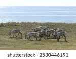 Reindeer (Rangifer tarandus) in the tundra, behind the Barents Sea, Northern Norway, Norway, Europe