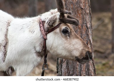 Reindeer In Rovaniemi, Finnish Lapland.