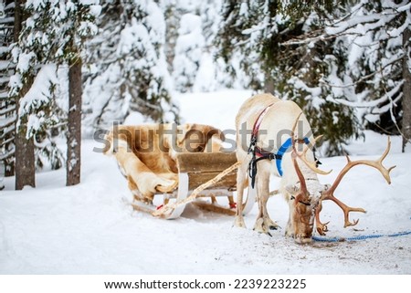 Reindeer safari in beautiful winter forest in Finnish Lapland