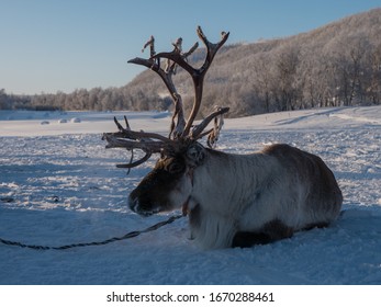 Reindeer In The Sami Camp

