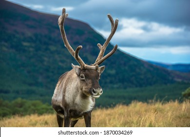 Reindeer In The Scottish Highlands, United Kingdom