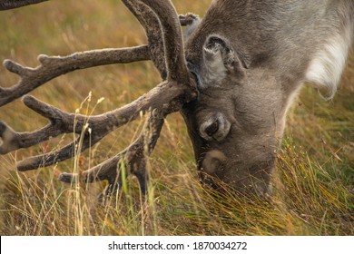 Reindeer In The Scottish Highlands, United Kingdom