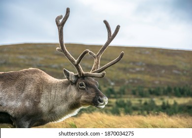 Reindeer In The Scottish Highlands, United Kingdom