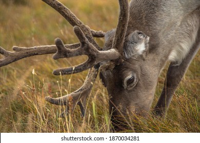 Reindeer In The Scottish Highlands, United Kingdom