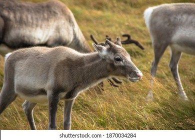 Reindeer In The Scottish Highlands, United Kingdom