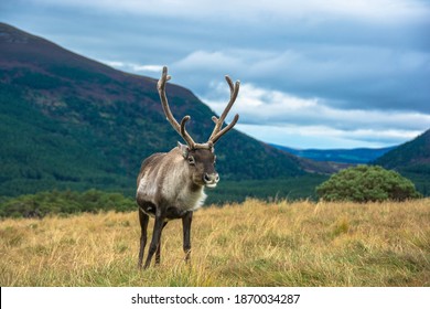 Reindeer In The Scottish Highlands, United Kingdom