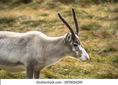 Reindeer In The Scottish Highlands, United Kingdom