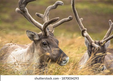 Reindeer In The Scottish Highlands, United Kingdom