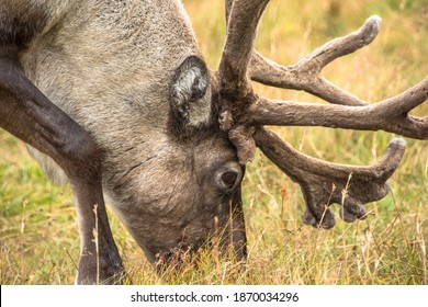 Reindeer In The Scottish Highlands, United Kingdom