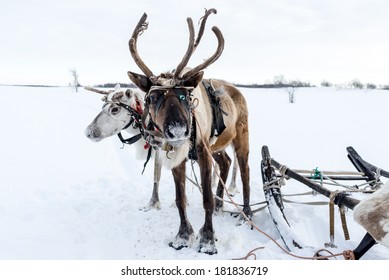 Reindeer Sled Of Sami