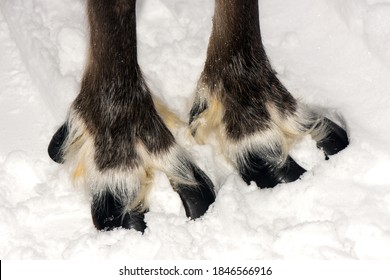 Reindeer Sledding Ecotourism Tour, Finland. ( Deer Foot )