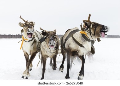 Reindeer Sleigh