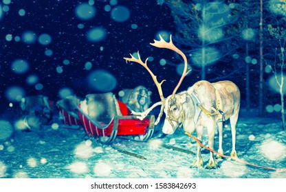 Reindeer Sleigh In Night Finland In Rovaniemi At Lapland Farm. Christmas Sledge At Evening Winter Sled Ride Safari With Snow Finnish Arctic North Pole. Fun With Norway Saami Animals.