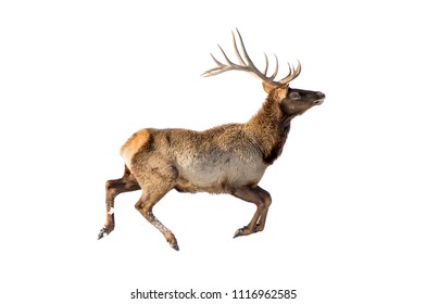 Reindeer in snow is isolated on white background for design as the oject of the new year and Christmas team of Santa Claus leader of the pack leader deer