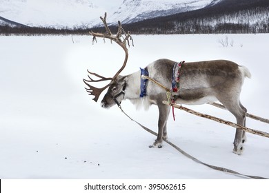 Reindeer In The Snow Pulling A Sled