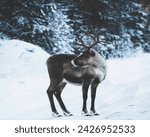 Reindeer, species of deer found in the Arctic tundra and adjacent boreal forests of Greenland, Scandinavia, Russia, Alaska, and Canada.