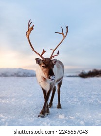 Reindeer standing close in front of the camera