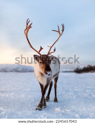Reindeer standing close in front of the camera