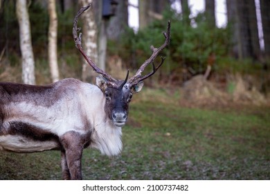 11,143 Reindeer Stands Images, Stock Photos & Vectors | Shutterstock