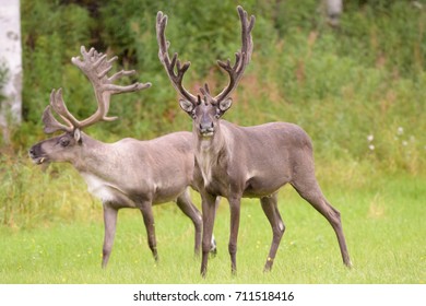 Reindeer Taiga Forest Stock Photo 711518476 | Shutterstock