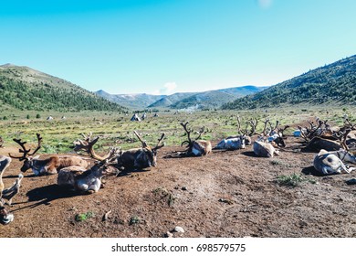  Reindeer At Taiga (Reindeer People) In Northern Mongolia