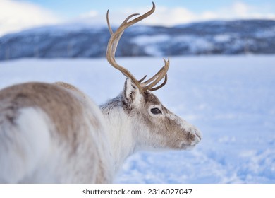 Reindeer in Tromso, Norway. Reindeer sledding and feeding by Sami culture, in a snow and cold winter, near of the mountains, hills and fjords.