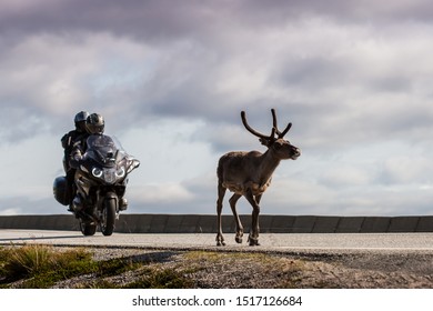 a reindeer walking before motorcyclists on the asphalt road leading to Nordkapp	