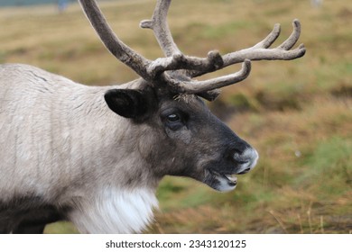 Reindeer walks through a large pasture in Scotland near Glenmore. deer are looking for and eating the last green grass, which will soon 