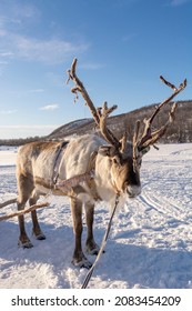 Reindeer wearing sleigh harness in Masi, Norway