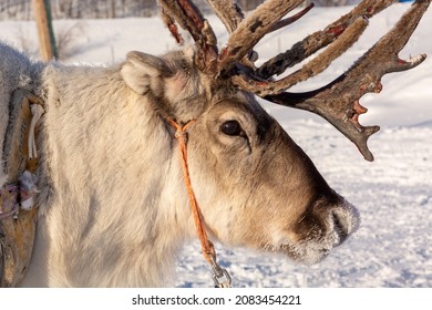 Reindeer wearing sleigh harness in Masi, Norway