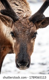 A reindeer with wet fur on its muzzle looks at the camera. Portrait of a male caribou. Russia, animal, Nature, Asia, 