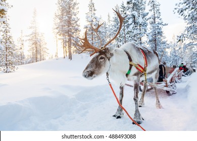 Reindeer in a winter forest in Finnish Lapland