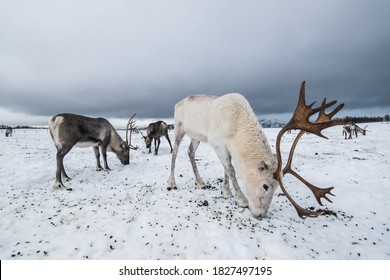 Reindeer In A Winter Landscape In Norway