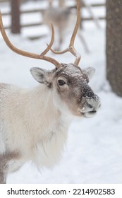 Reindeer in winter near Rovaniemi, Finland. - Shutterstock ID 2214902583