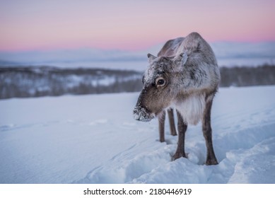 Reindeer in winter Sweden on snow