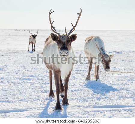 Reindeer in winter tundra